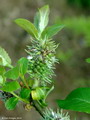 Salix aegyptiaca